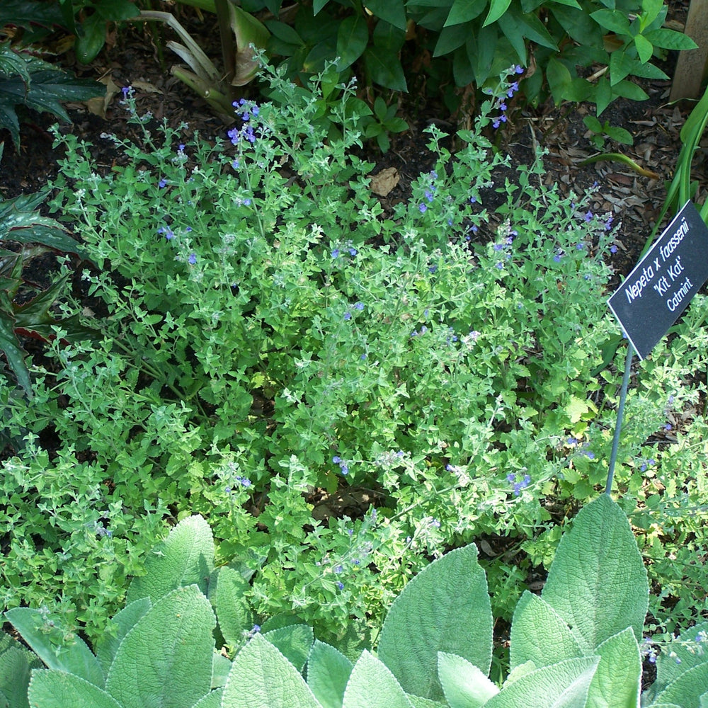 Nepeta x faassenii 'Kit Kat' ~ Kit Kat Catmint-ServeScape