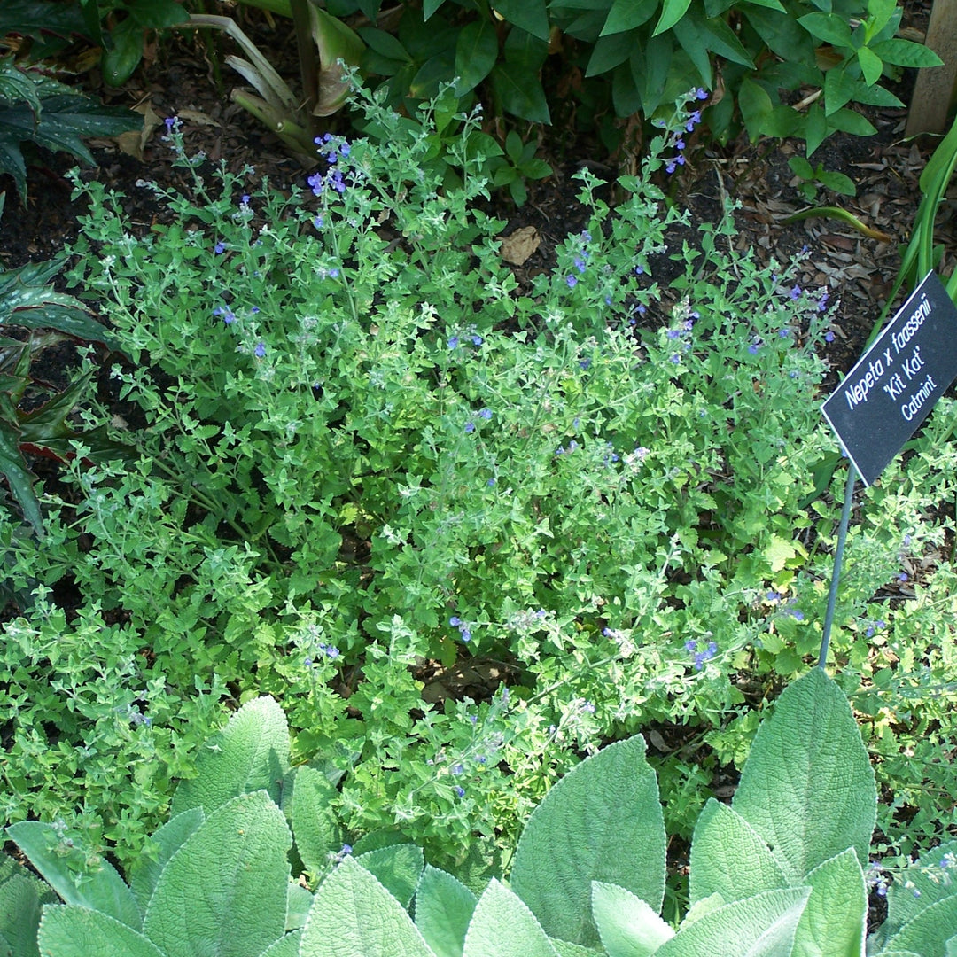 Nepeta x faassenii 'Kit Kat' ~ Kit Kat Catmint-ServeScape