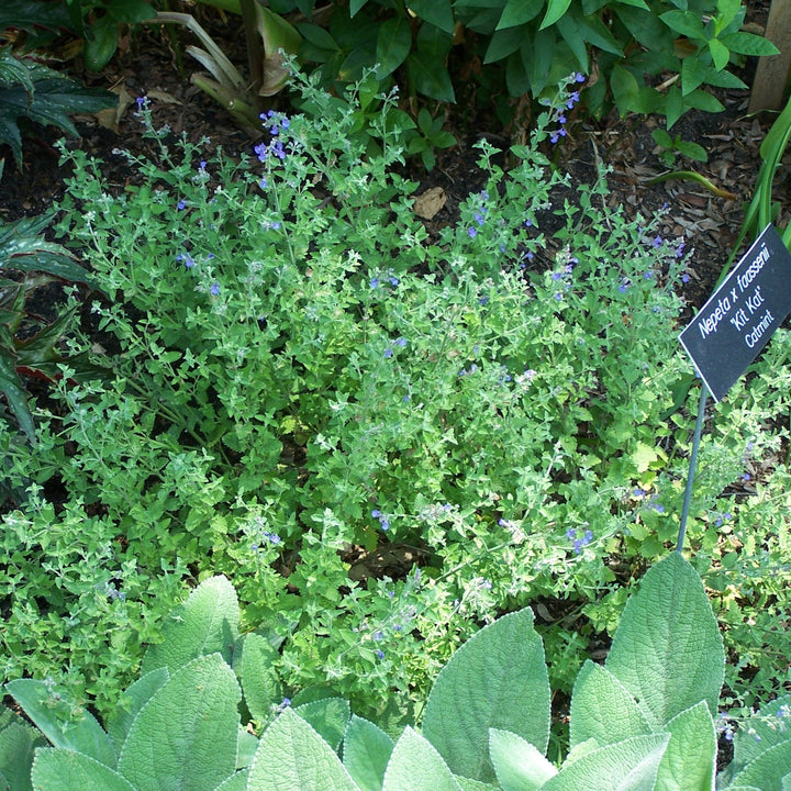 Nepeta x faassenii 'Kit Kat' ~ Kit Kat Catmint-ServeScape