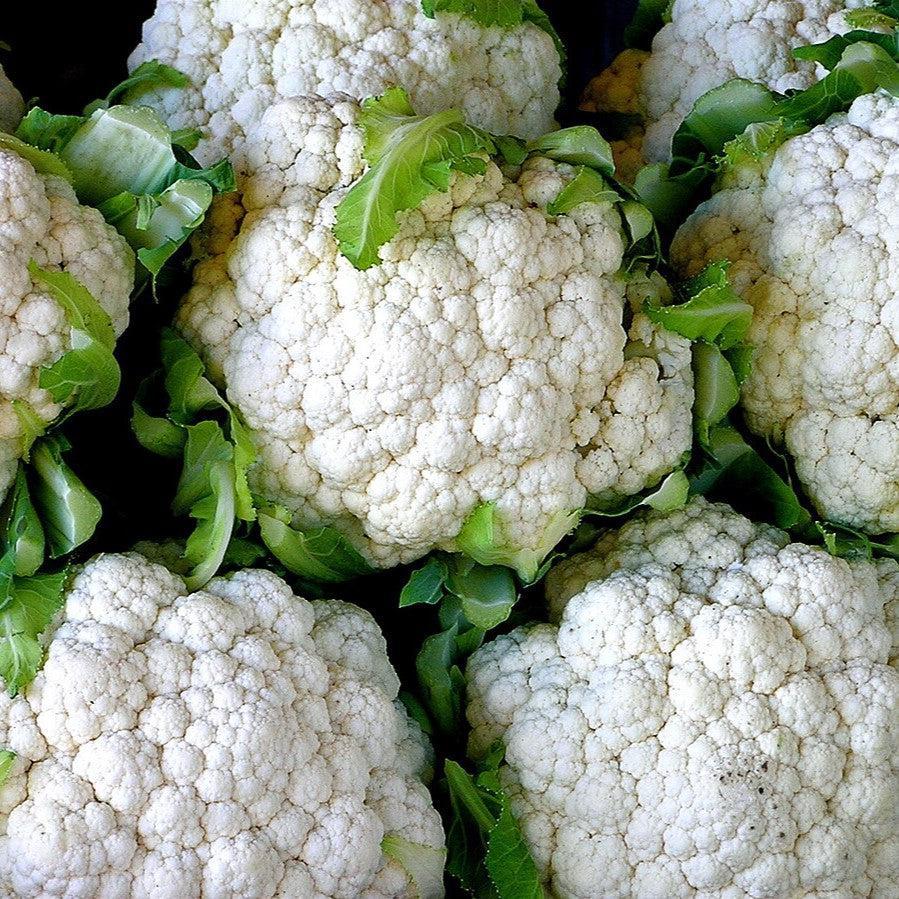 Brassica oleracea var. botrytis 'Snowball' ~ Snowball Cauliflower-ServeScape