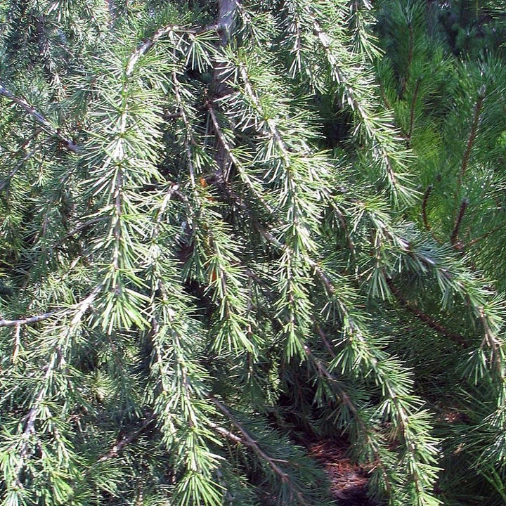 Cedrus deodara 'Kashmir' ~ Kashmir Deodar Cedar-ServeScape