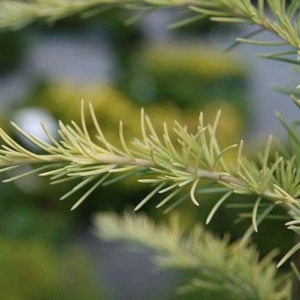 Cedrus deodara 'Aurea' ~ Golden Deodar Cedar-ServeScape