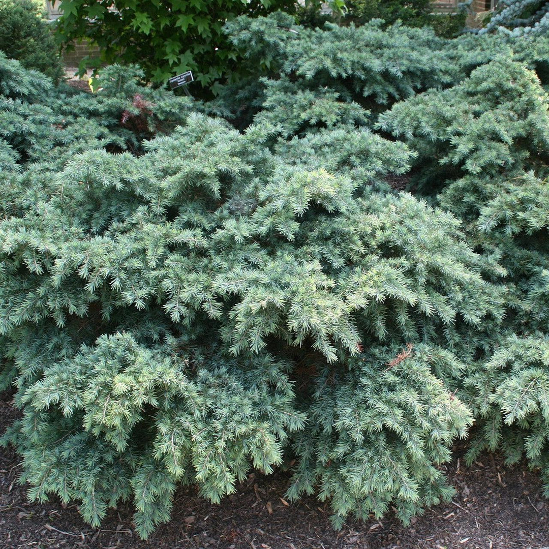 Cedrus deodara 'Prostrate Beauty' ~ Prostrate Beauty Deodar Cedar-ServeScape