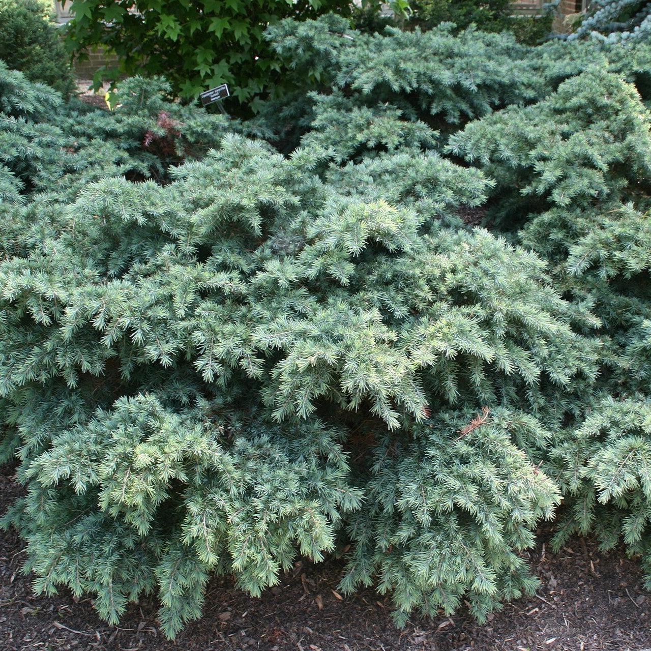 Cedrus deodara 'Prostrate Beauty' ~ Prostrate Beauty Deodar Cedar-ServeScape