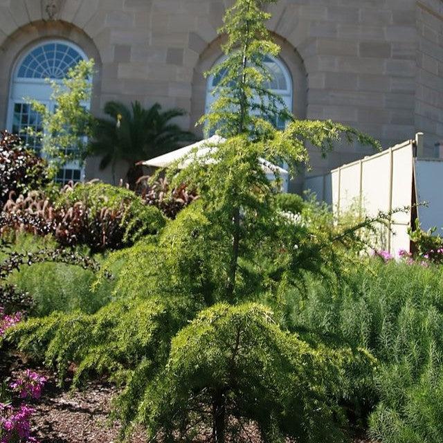 Cedrus deodara 'Aurea' ~ Golden Deodar Cedar-ServeScape