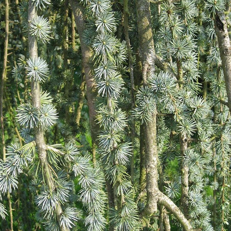Cedrus atlantica 'Glauca Pendula' ~ Weeping Blue Atlas Cedar-ServeScape