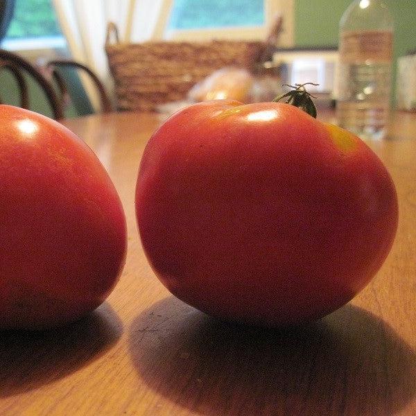 Solanum lycopersicum 'Celebrity' ~ Celebrity Tomato-ServeScape