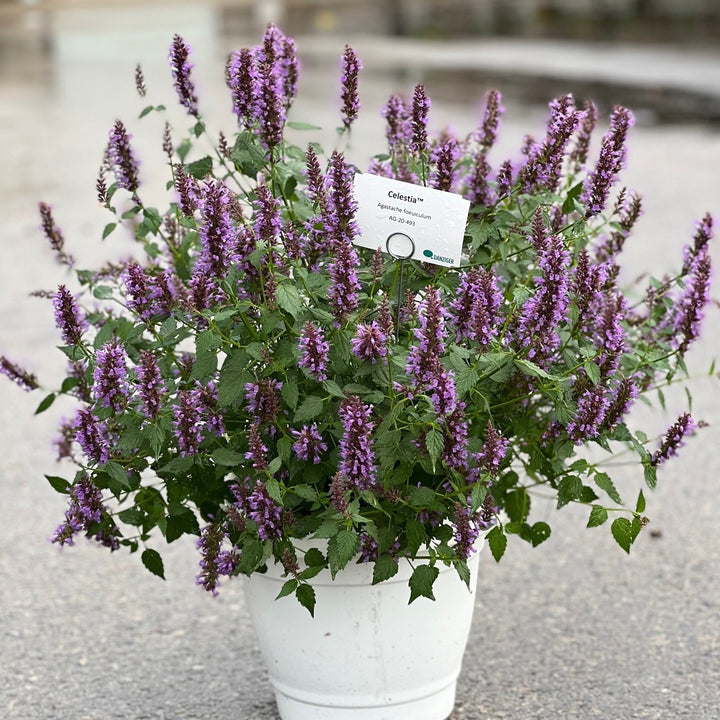 Agastache foeniculum 'Celestia' ~ Celestia™ Anise Hyssop-ServeScape