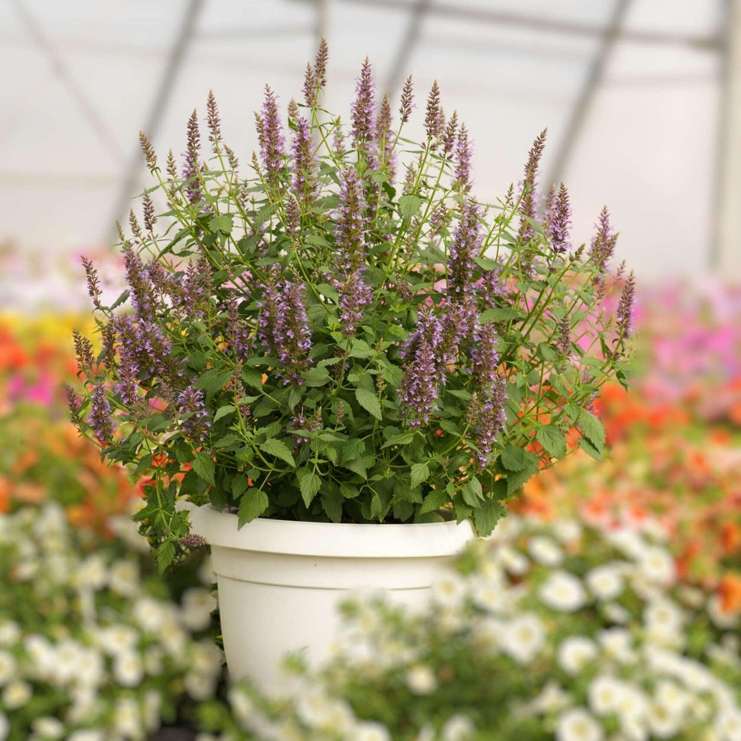 Agastache foeniculum 'Celestia' ~ Celestia™ Anise Hyssop-ServeScape