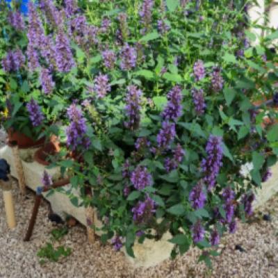 Agastache foeniculum 'Celestia' ~ Celestia™ Anise Hyssop-ServeScape
