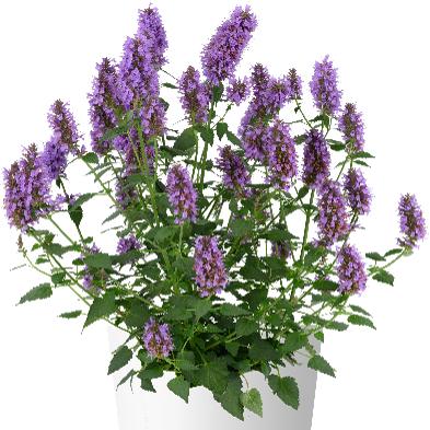 Agastache foeniculum 'Celestia' ~ Celestia™ Anise Hyssop-ServeScape