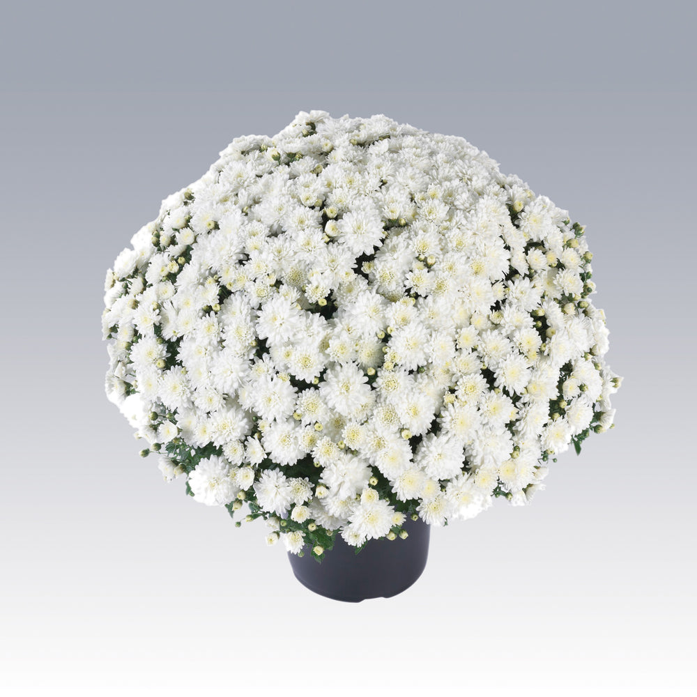 Chrysanthemum x morifolium 'Celestial White' ~ Celestial White Mum-ServeScape