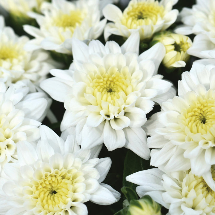 Chrysanthemum x morifolium 'Celestial White' ~ Celestial White Mum-ServeScape