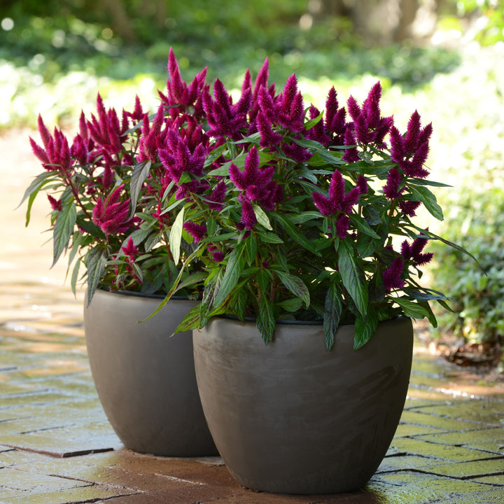 Celosia argentea 'Intenz Dark Purple' ~ Intenz™ Dark Purple Cleosia-ServeScape