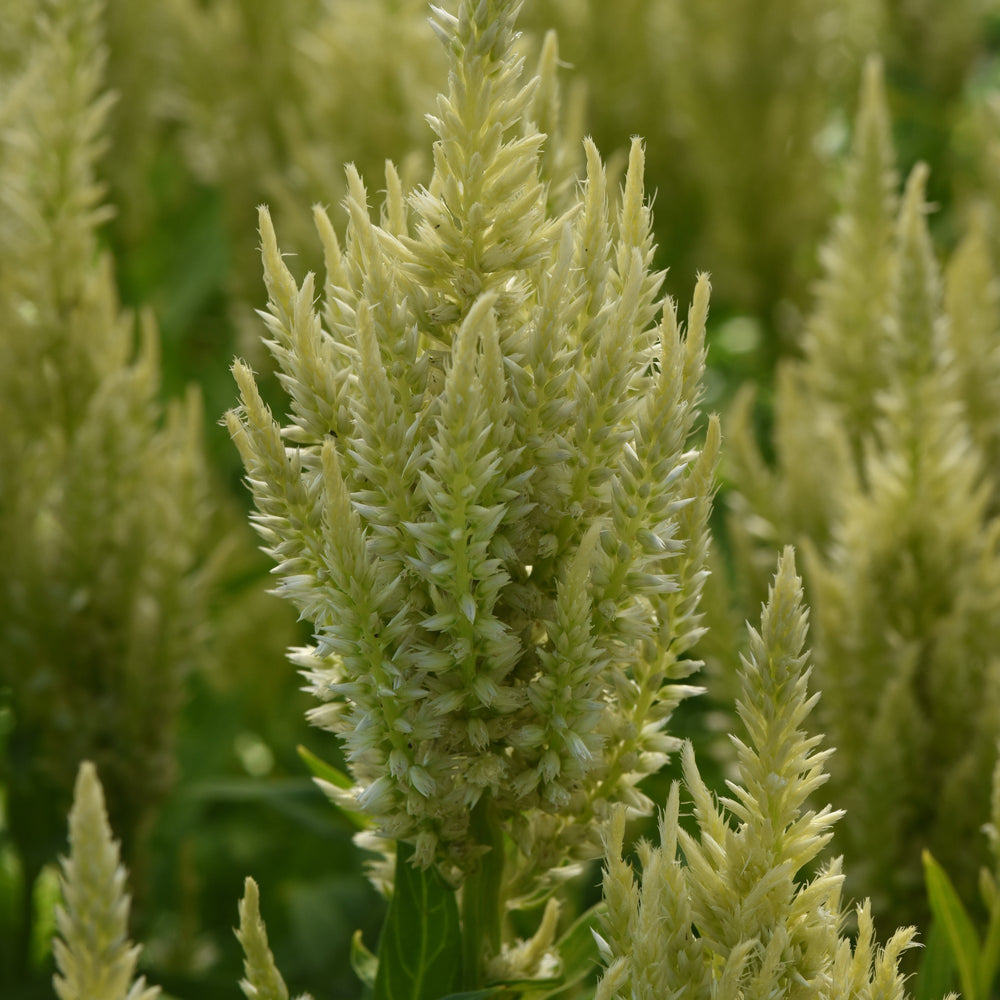 Celosia plumosa 'Balsungreen' ~ Sunday™ Green Celosia-ServeScape