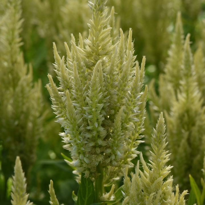 Celosia plumosa 'Balsungreen' ~ Sunday™ Green Celosia-ServeScape