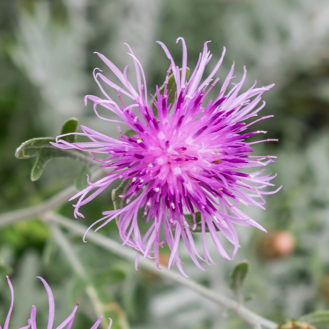 Centaurea 'Silver Feather' ~ Silver Feather Dusty Miller-ServeScape
