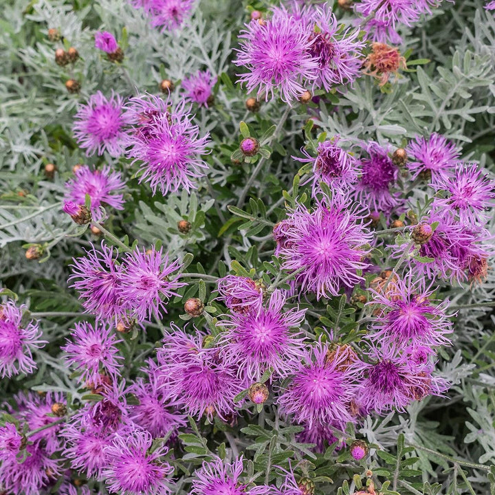 Centaurea 'Silver Feather' ~ Silver Feather Dusty Miller-ServeScape