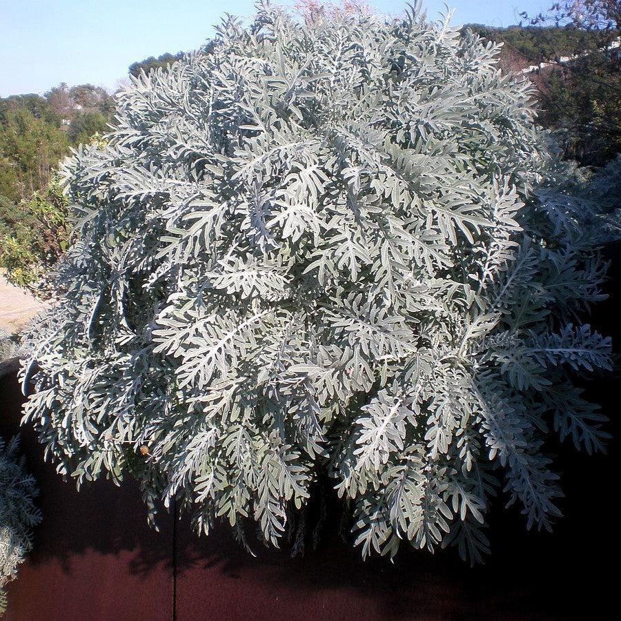 Centaurea cineraria 'Colchester White' ~ Colchester White' Dusty Miller-ServeScape