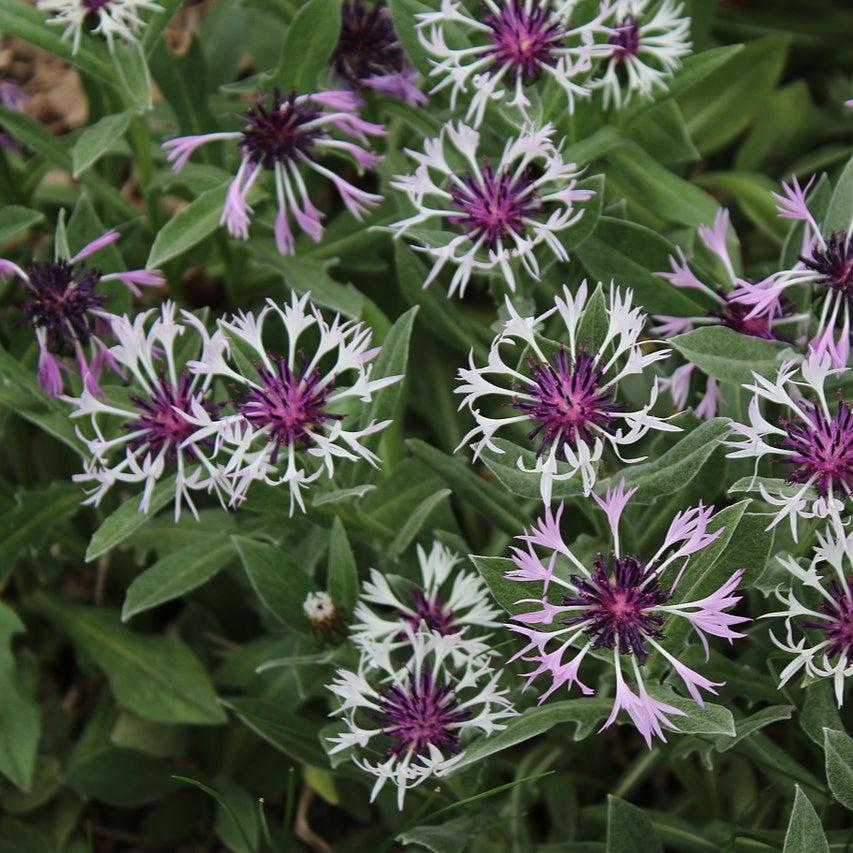 Centaurea montana 'Amethyst in Snow'~ Amethyst in Snow Bachelor Button-ServeScape
