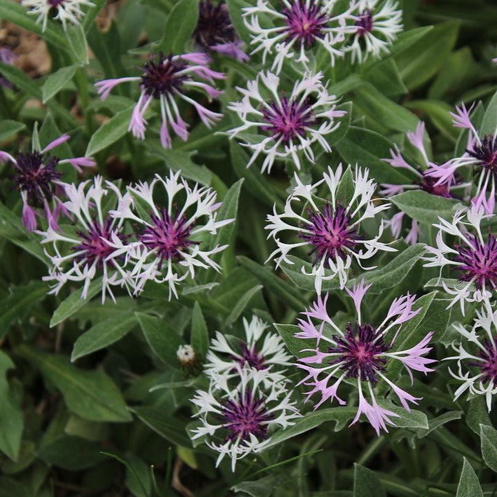 Centaurea montana 'Amethyst in Snow'~ Amethyst in Snow Bachelor Button-ServeScape