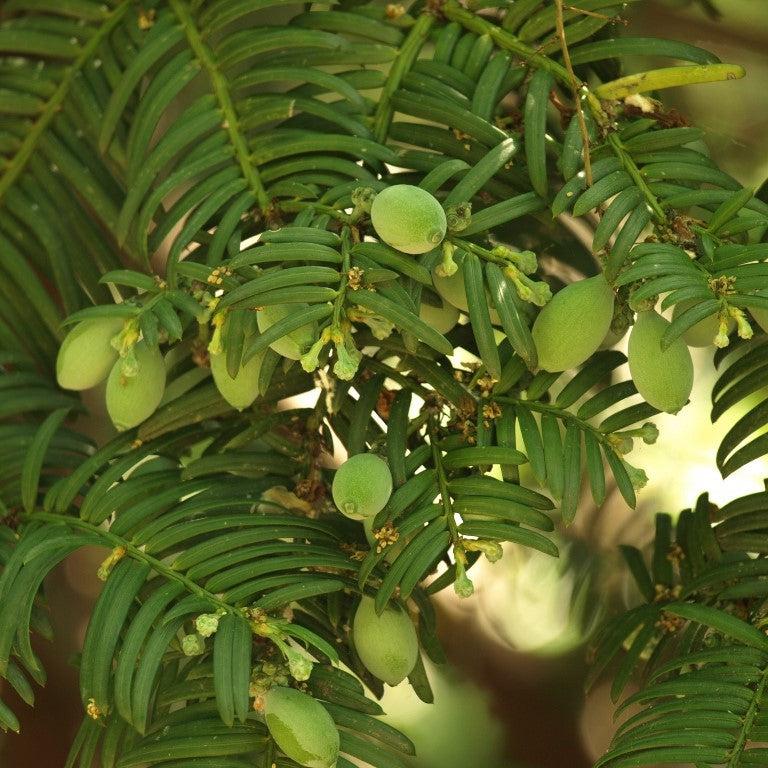 Cephalotaxus harringtonia var. drupacea ~ Drupacea Japanese Plum Yew-ServeScape