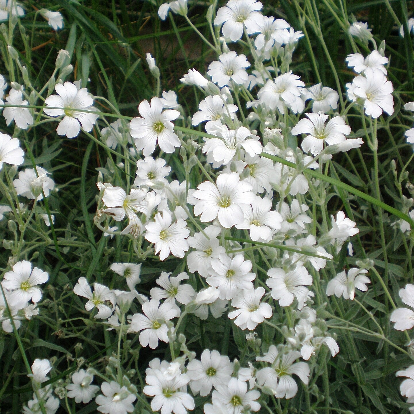Cerastium tomentosum ~ Snow in Summer-ServeScape