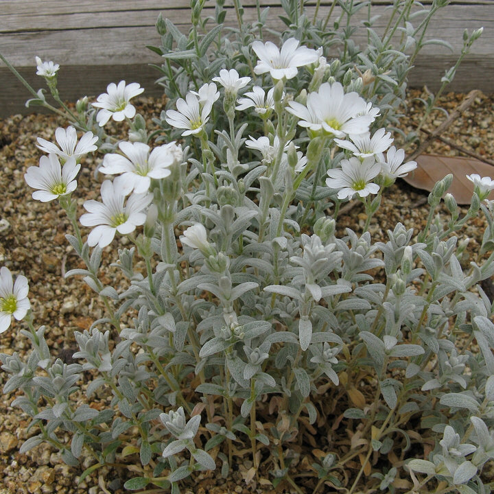 Cerastium tomentosum ~ Snow in Summer-ServeScape