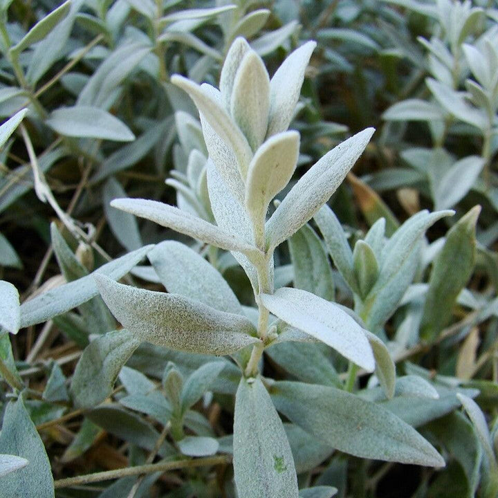 Cerastium tomentosum ~ Snow in Summer-ServeScape