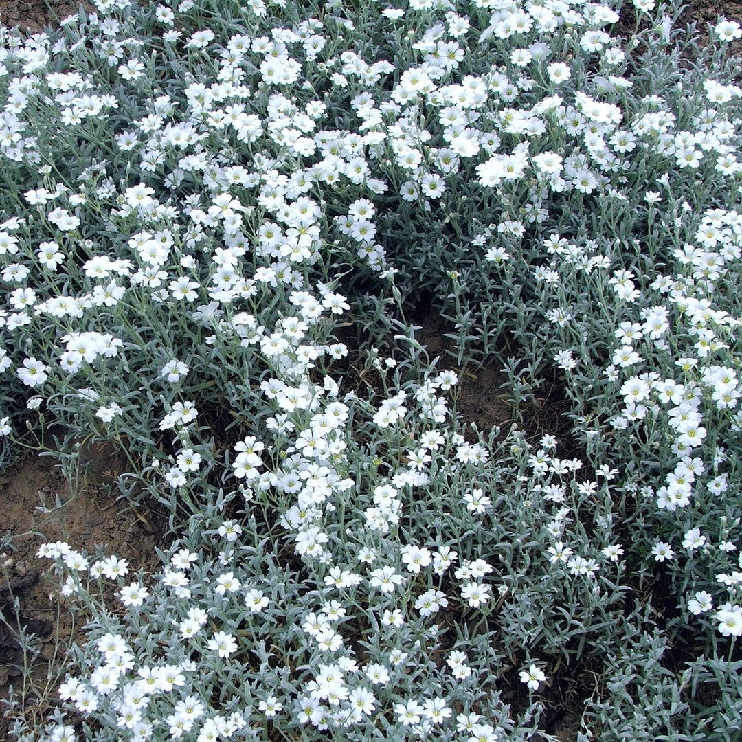 Cerastium tomentosum ~ Snow in Summer-ServeScape