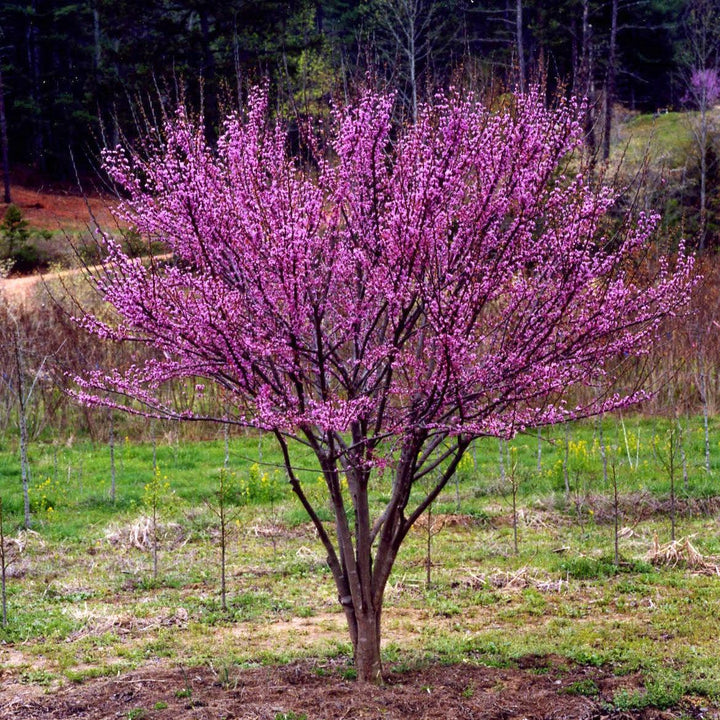 Cercis canadensis 'Ace of Hearts' PP17161 ~ Ace of Hearts Redbud-ServeScape