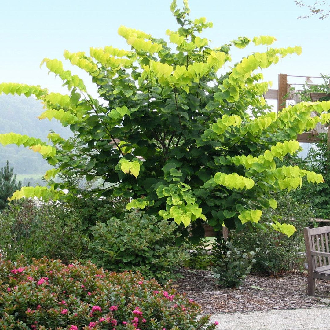 Cercis canadensis 'Hearts of Gold' ~ Hearts of Gold Redbud-ServeScape