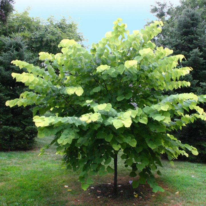 Cercis canadensis 'Hearts of Gold' ~ Hearts of Gold Redbud-ServeScape