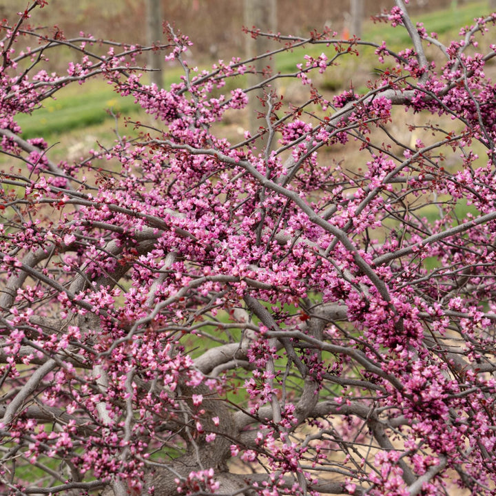Cercis canadensis 'NC2017-8' PP 35,832 ~ Garden Gems® Amethyst Falls Redbud-ServeScape