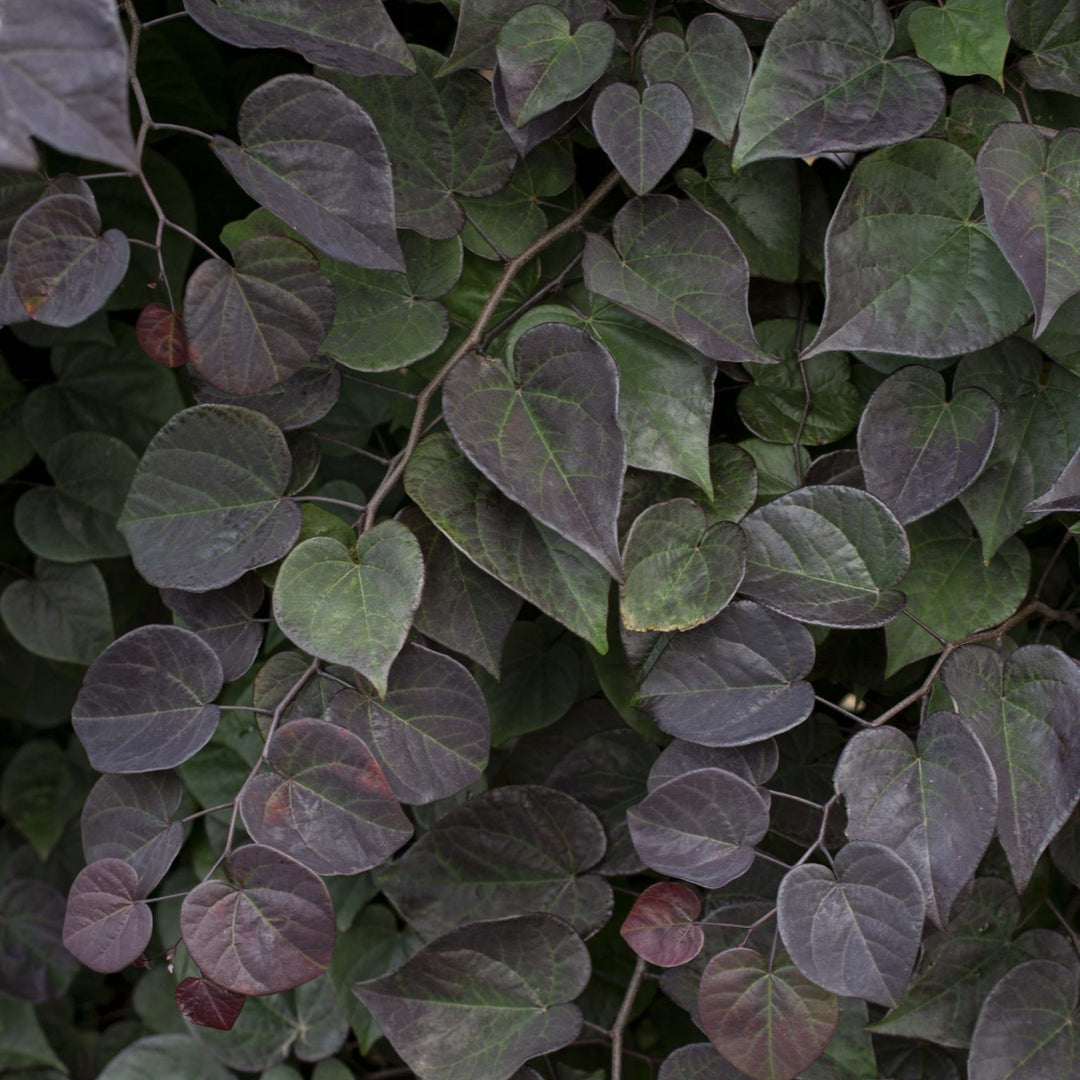 Cercis canadensis 'NC2017-8' PP 35,832 ~ Garden Gems® Amethyst Falls Redbud-ServeScape