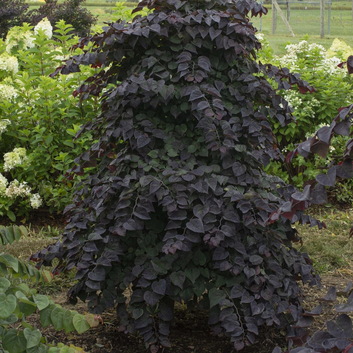 Cercis canadensis 'NC2017-8' PP 35,832 ~ Garden Gems® Amethyst Falls Redbud-ServeScape