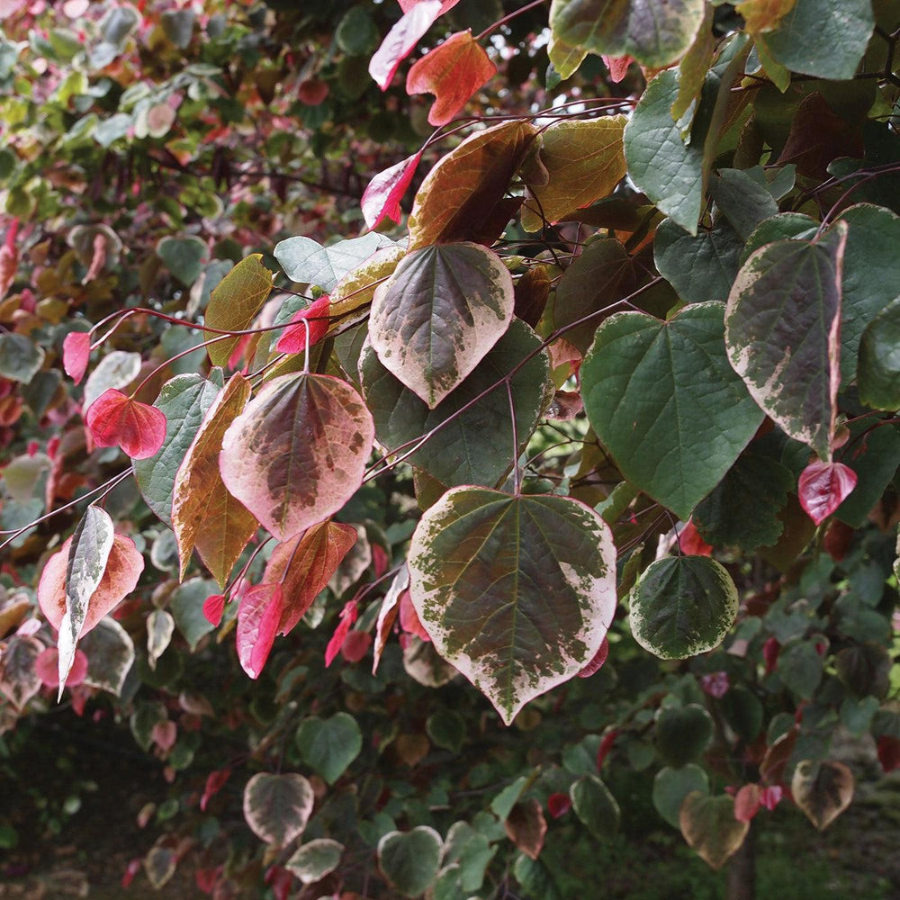 Cercis canadensis 'NCCC1'~ Carolina Sweetheart® Redbud-ServeScape