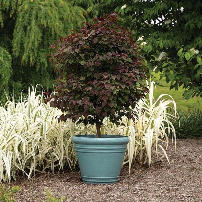 Cercis canadensis 'NC2017-6' PP35,279 ~ Garden Gems® Amethyst Redbud-ServeScape