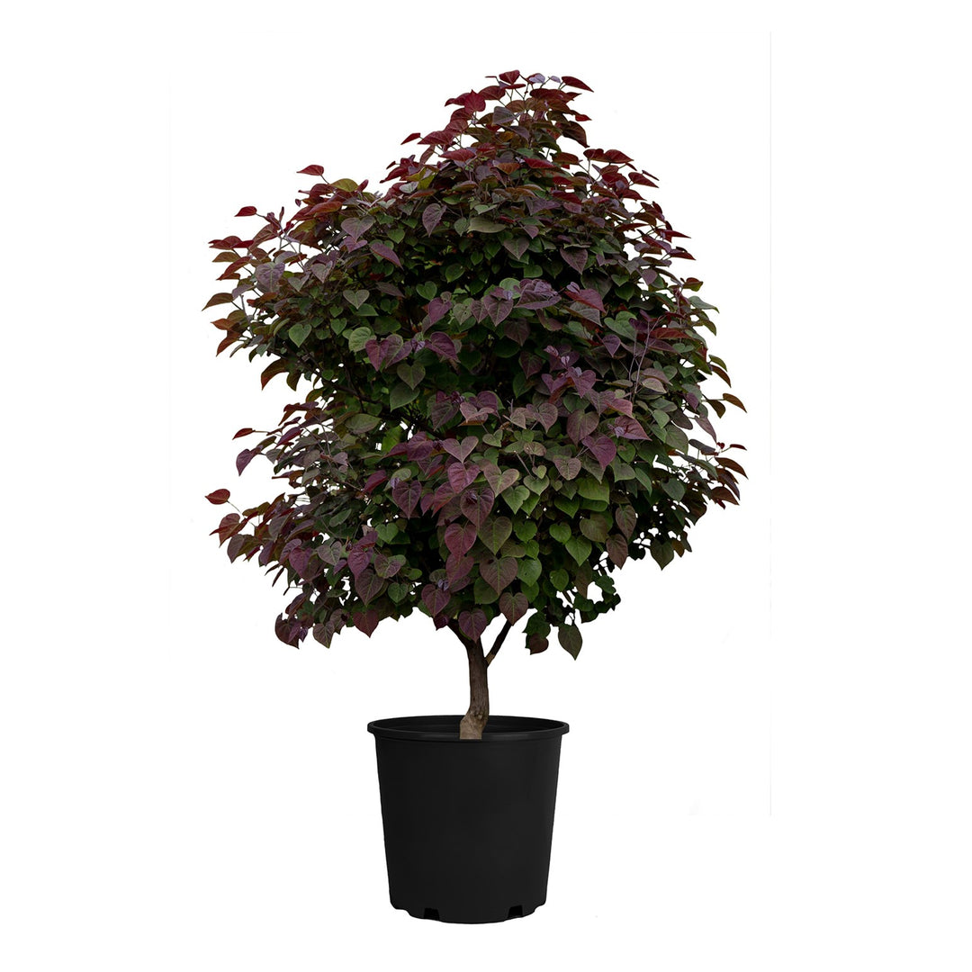 Cercis canadensis 'NC2017-6' PP35,279 ~ Garden Gems® Amethyst Redbud-ServeScape