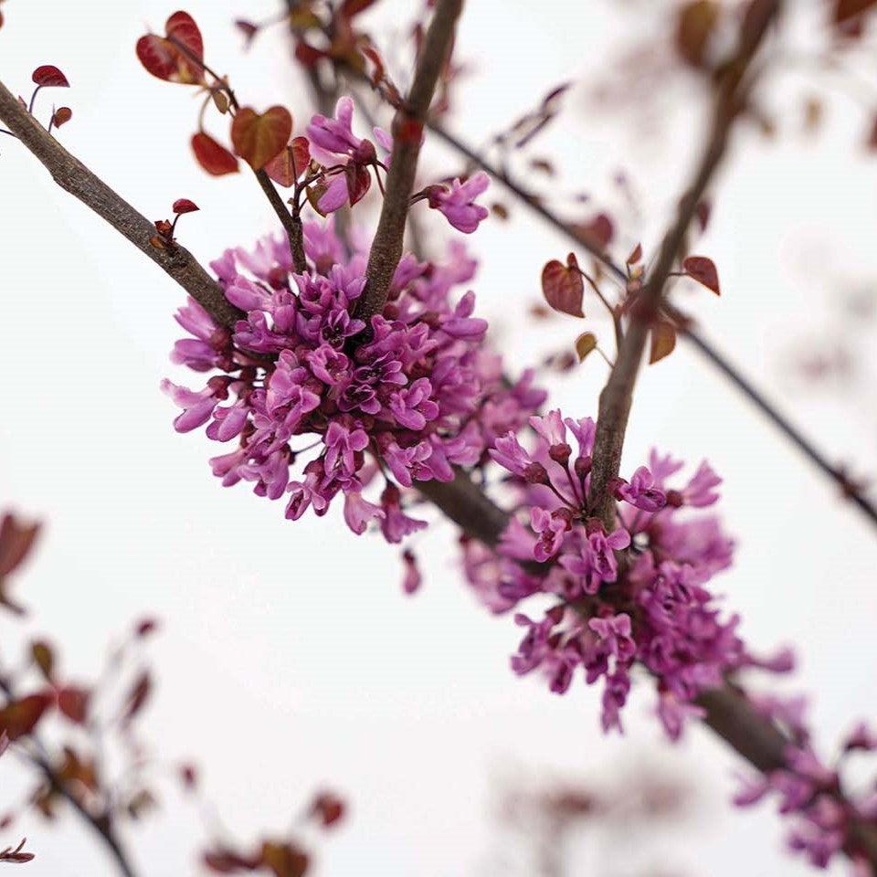 Cercis canadensis 'NC2017-6' PP35,279 ~ Garden Gems® Amethyst Redbud-ServeScape