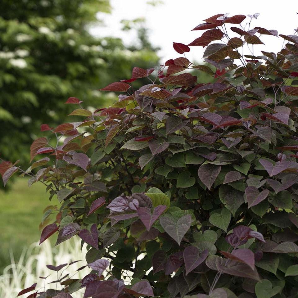 Cercis canadensis 'NC2017-6' PP35,279 ~ Garden Gems® Amethyst Redbud-ServeScape