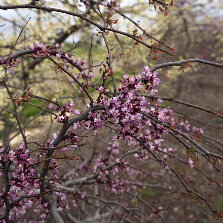 Cercis canadensis 'NC2017-9' PP 35,634 ~ Garden Gems® Emerald Falls Redbud-ServeScape