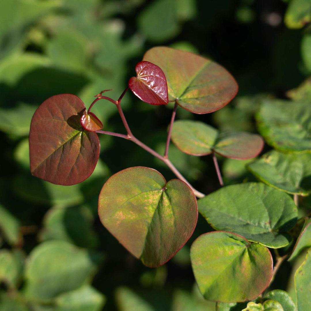 Cercis canadensis 'NC2017-9' PP 35,634 ~ Garden Gems® Emerald Falls Redbud-ServeScape