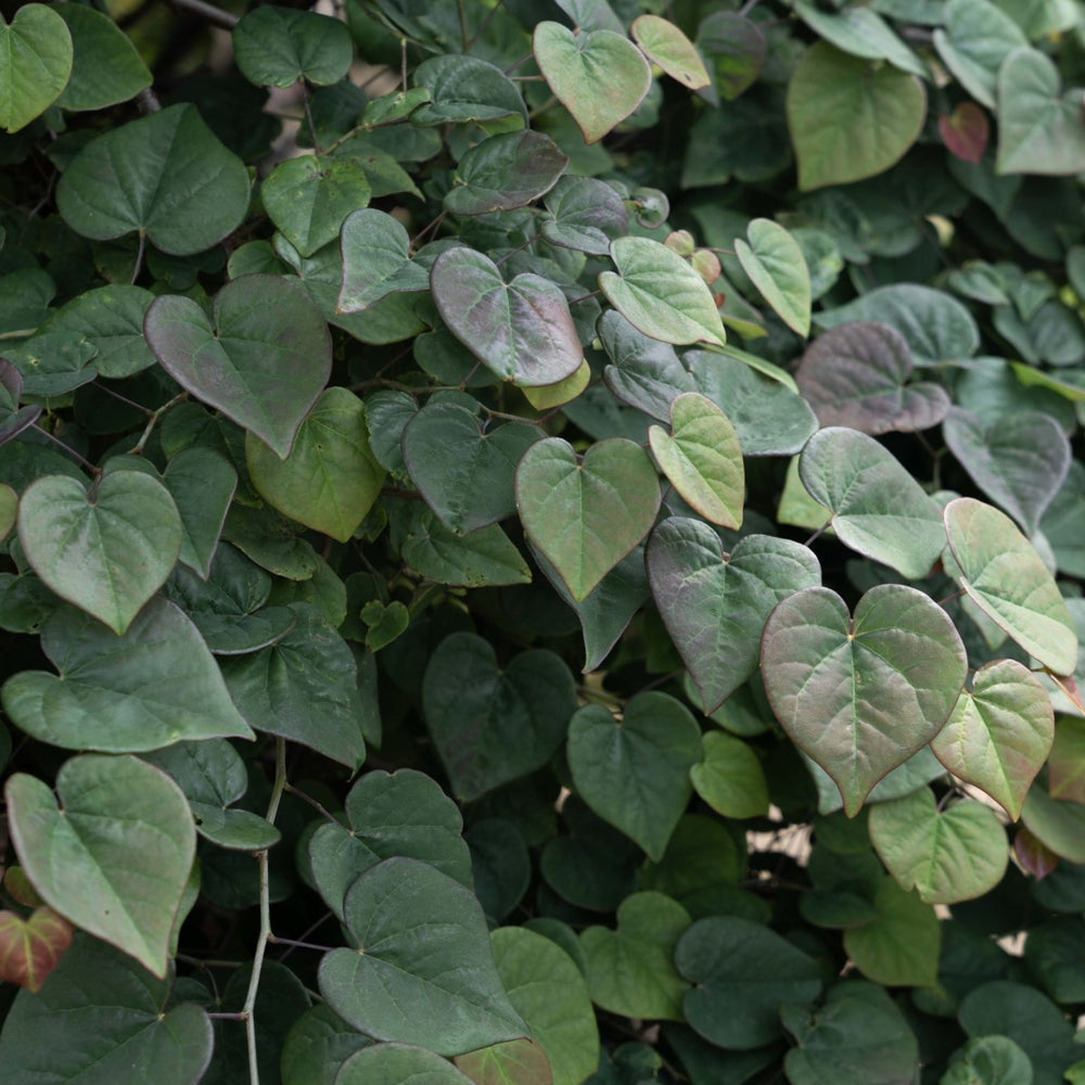 Cercis canadensis 'NC2017-9' PP 35,634 ~ Garden Gems® Emerald Falls Redbud-ServeScape