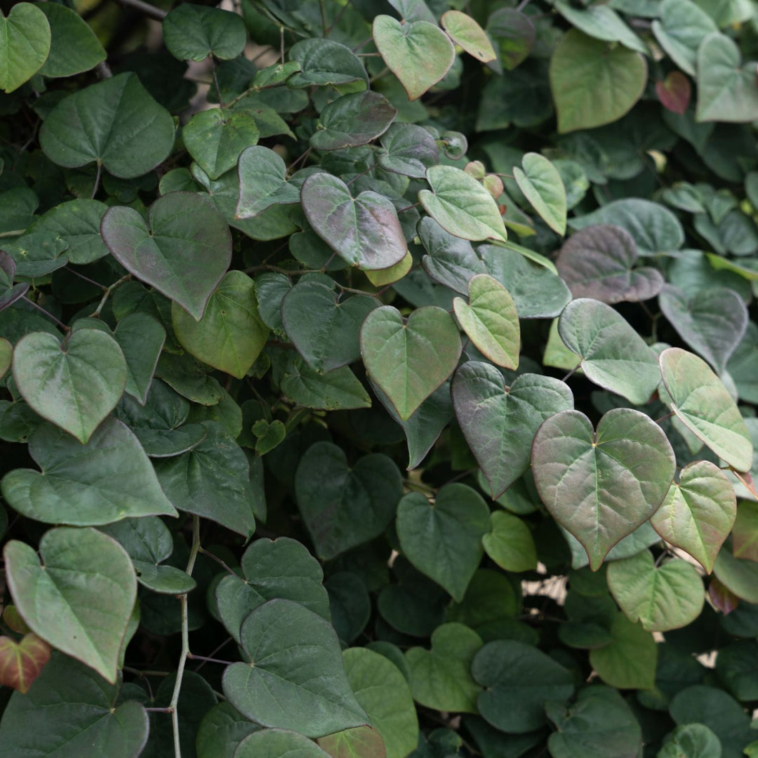 Cercis canadensis 'NC2017-9' PP 35,634 ~ Garden Gems® Emerald Falls Redbud-ServeScape