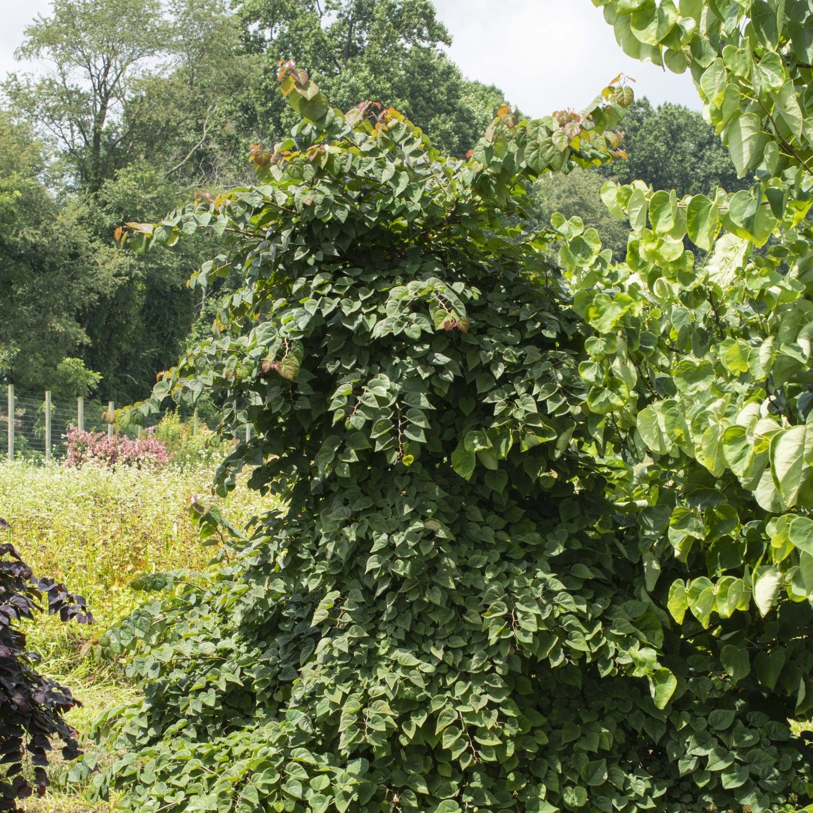 Cercis canadensis 'NC2017-9' PP 35,634 ~ Garden Gems® Emerald Falls Redbud-ServeScape