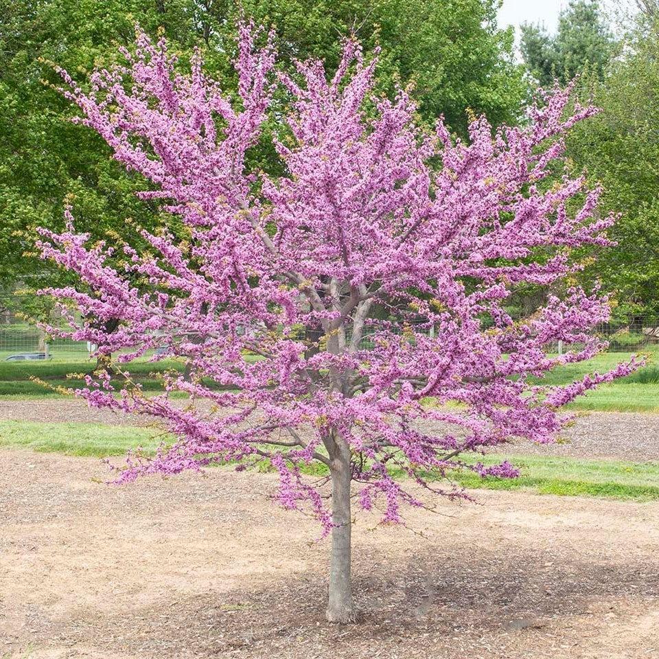 Cercis canadensis 'NC2014-5' PP 35,079 ~ Garden Gems® Emerald Redbud-ServeScape