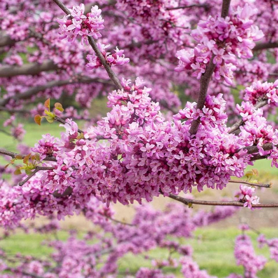 Cercis canadensis 'NC2014-5' PP 35,079 ~ Garden Gems® Emerald Redbud-ServeScape