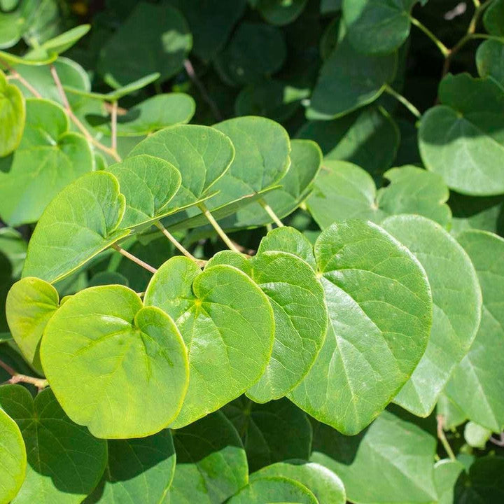 Cercis canadensis 'NC2014-5' PP 35,079 ~ Garden Gems® Emerald Redbud-ServeScape