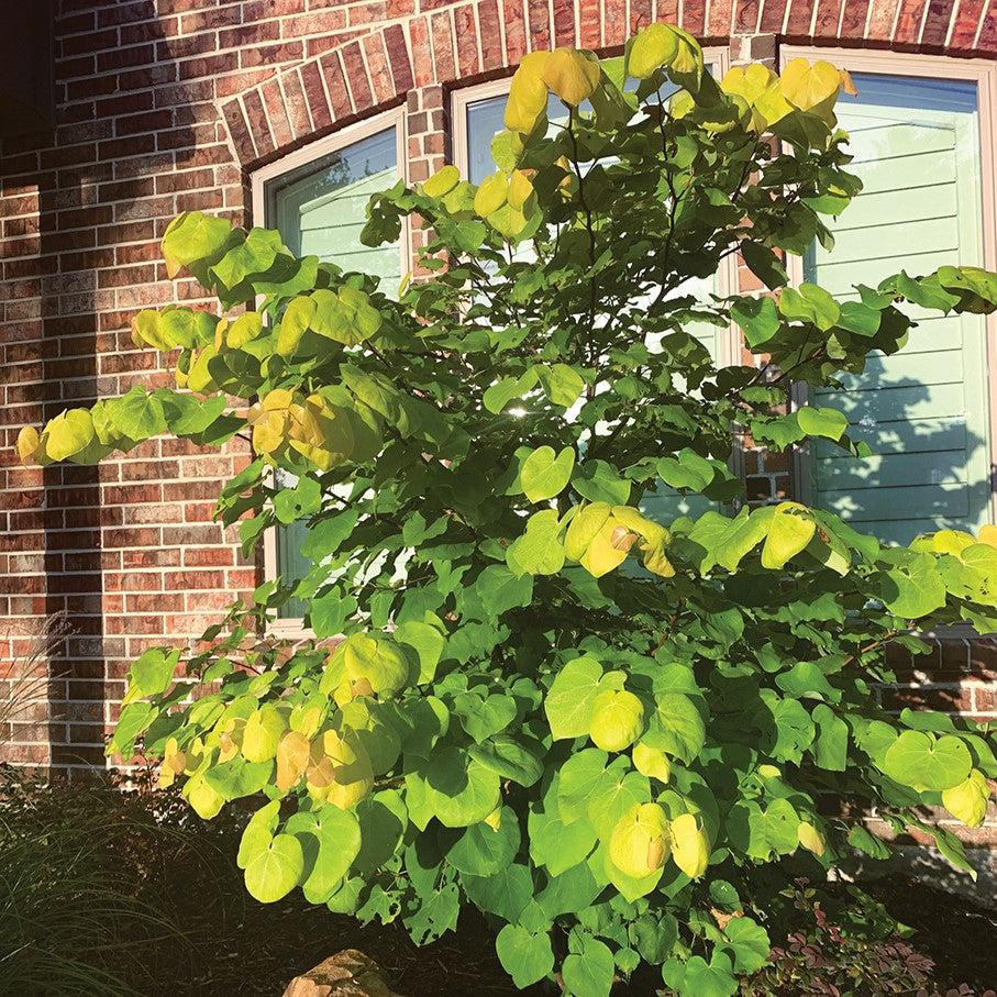 Cercis canadensis var. texensis 'NC2014-10' PP35,080 ~ Gilded Hearts® Redbud-ServeScape